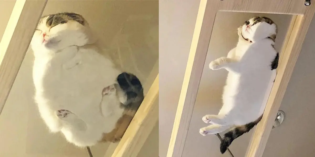 The Most Adorable Cats on Glass Tables You've Ever Seen 