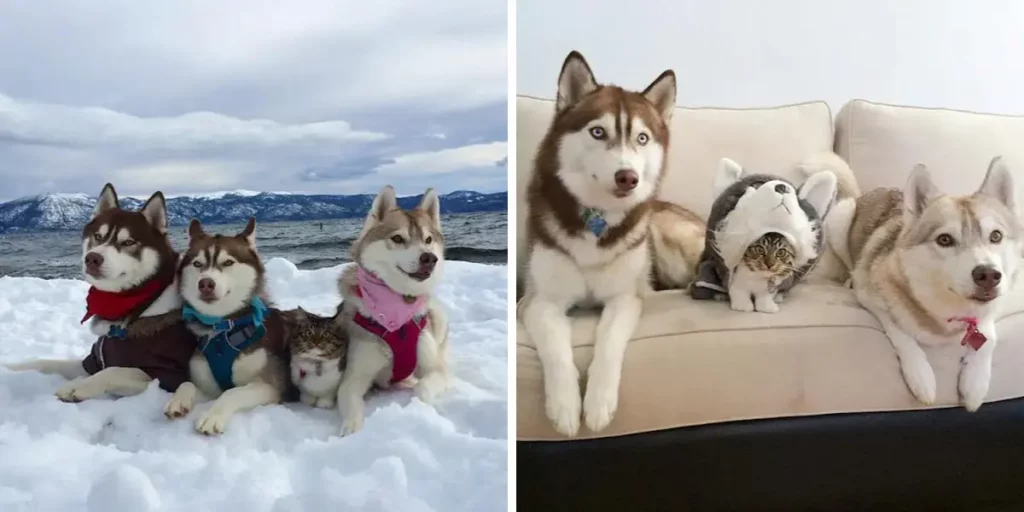 Identity Crisis! Here's What Happens When A Kitty Grows Up With 3 Huskies