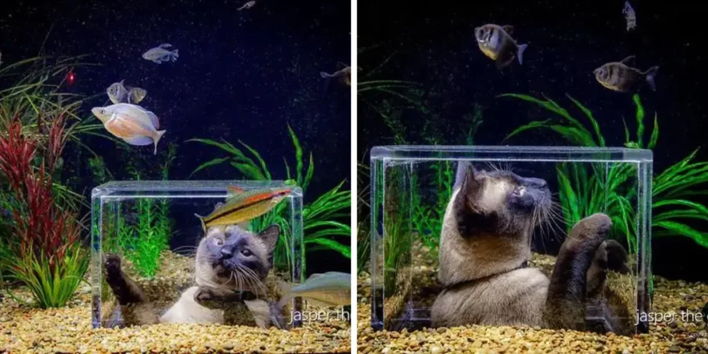 Family Builds A Special Aquarium So Their Cat Can Enjoy Watching Fish