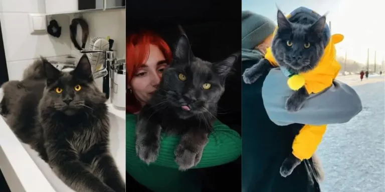 This Majestic Maine Coon Is Often Confused For A Black Panther