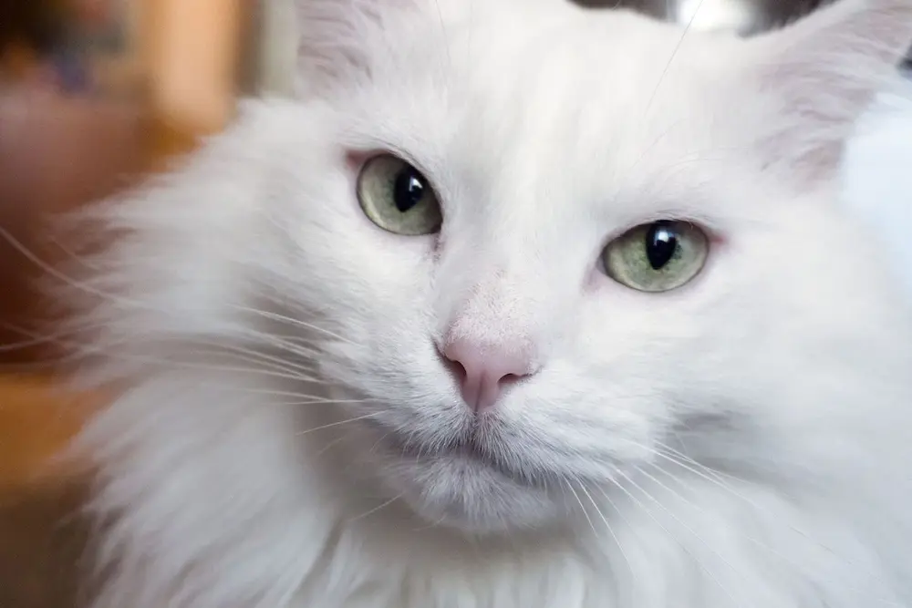 Ultimate Turkish Angora Cat Guide: Care, History, & Fun Facts