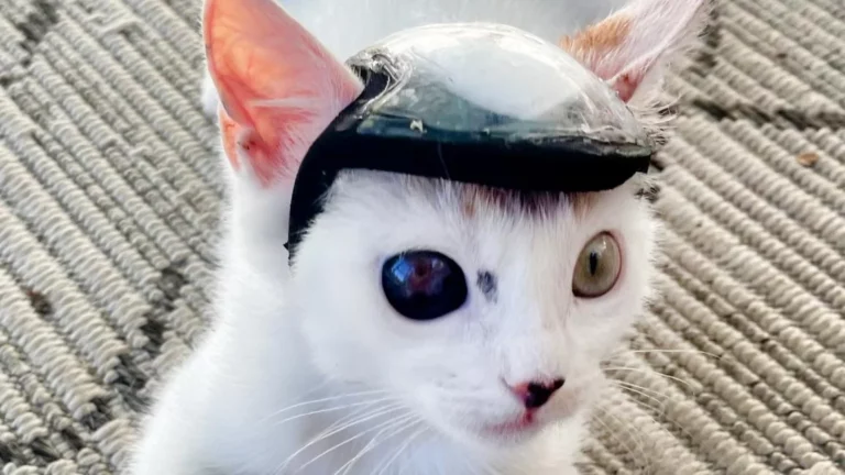 You Won’t Believe How This Tiny Helmet Saved a Kitten’s Life!