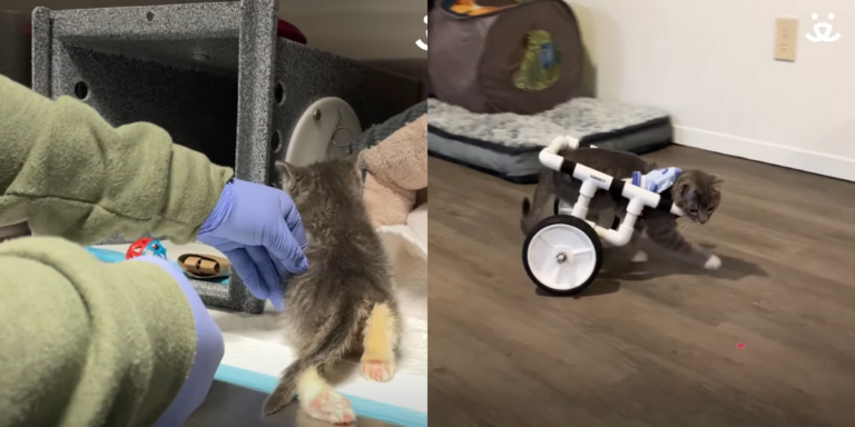 This Adorable Paralyzed Kitten Finally Found His Forever Home And It Will Melt Your Heart