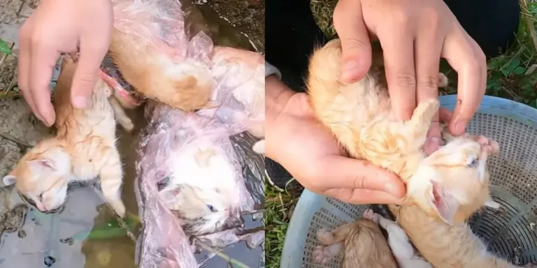 Heroic Save: Guy Spots Four Cats Stuck in a Bag in Freezing Water and Leaps to the Rescue!