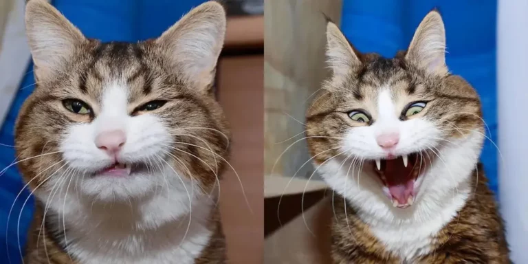 This Cat Is Winning The Internet With His Hilarious Expressions, Despite His Crippling Disability!