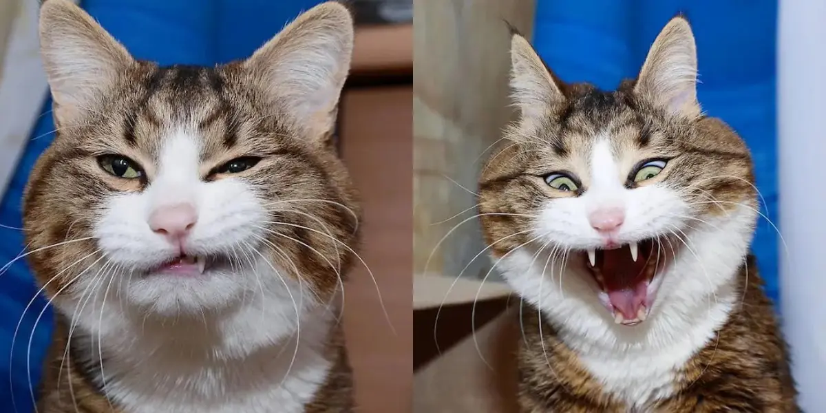 This Cat Is Winning The Internet With His Hilarious Expressions, Despite His Crippling Disability!