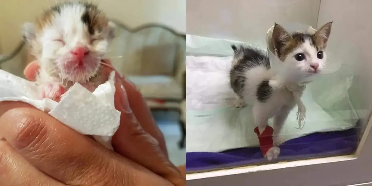 Meet Martyr, An Abandoned â€œDumpster Kittenâ€ That Beat All Odds