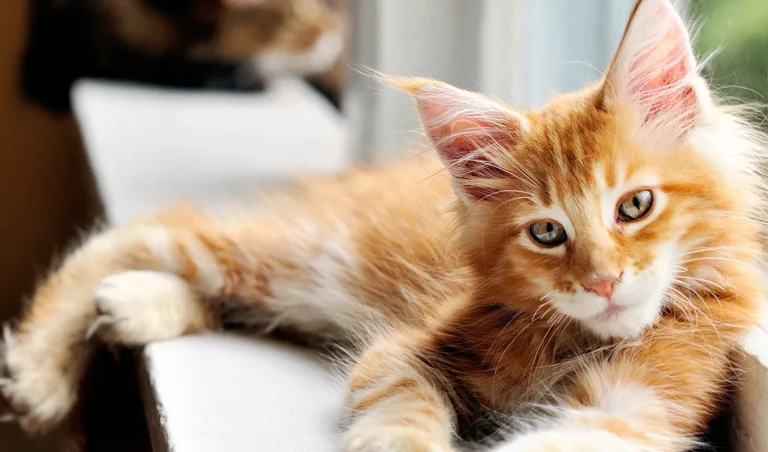 Why Are Orange Cats So Big? Everything You Need To Know About Orange Cats, Their Genetics & More