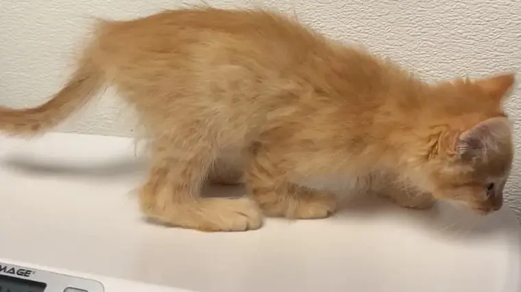 Colt, A Wobbly-Walking Kitten, Finally Finds Someone To Adopt And Love Him