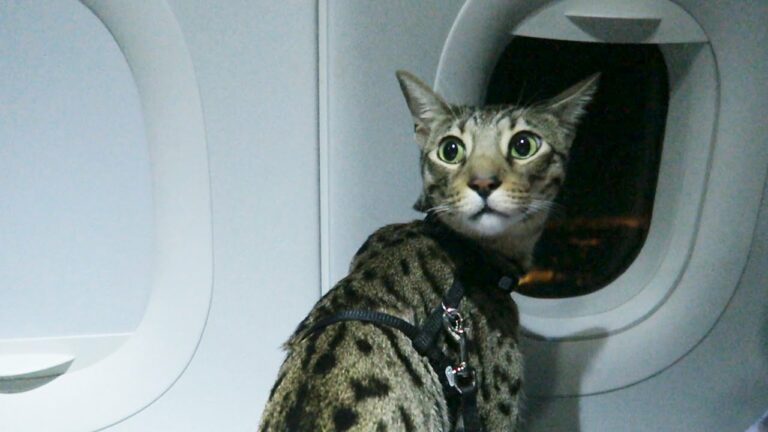 95 Aviation-Inspired Cat Names for High Flyers
