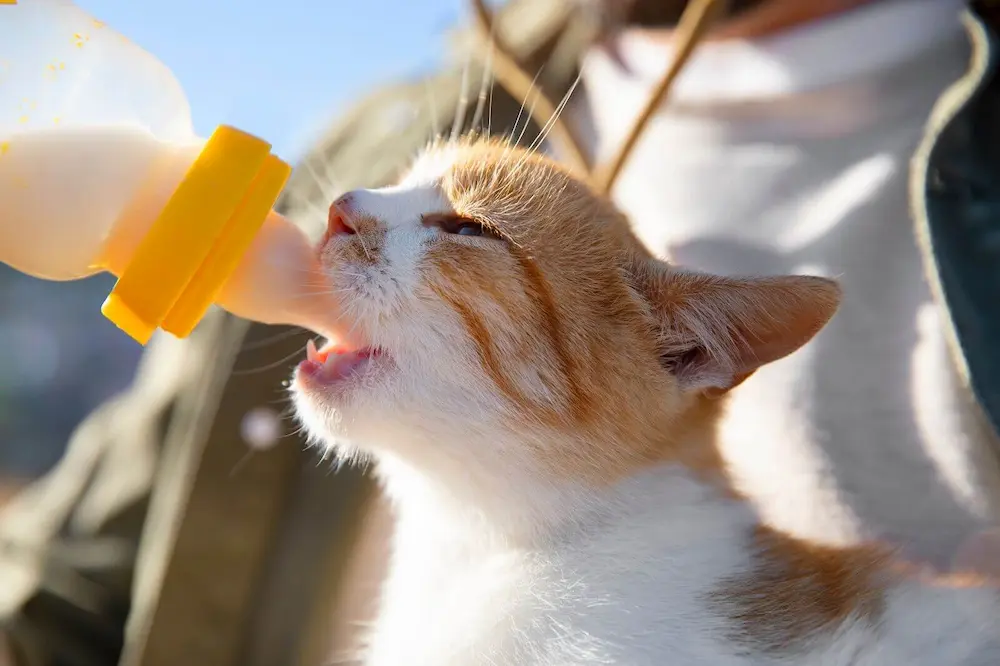 Can Your Cat Enjoy Oat Milk? The Facts Explained