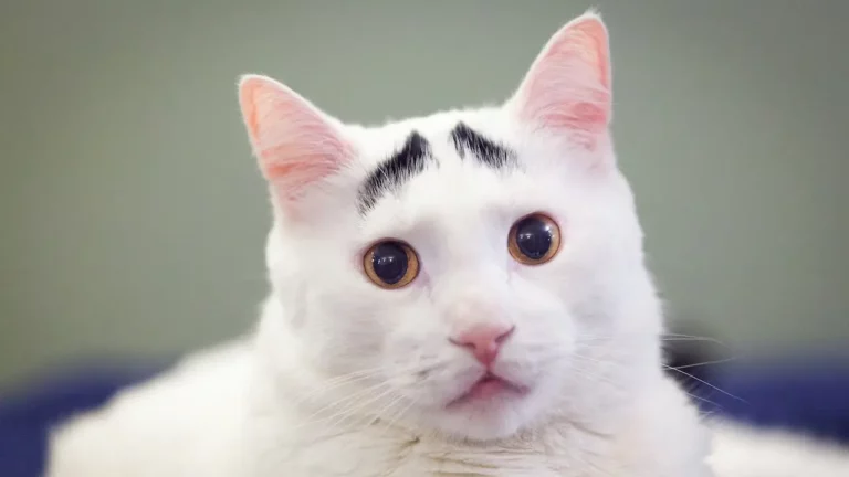 Cat Eyebrows: Are There Really Eyebrows On Cats?