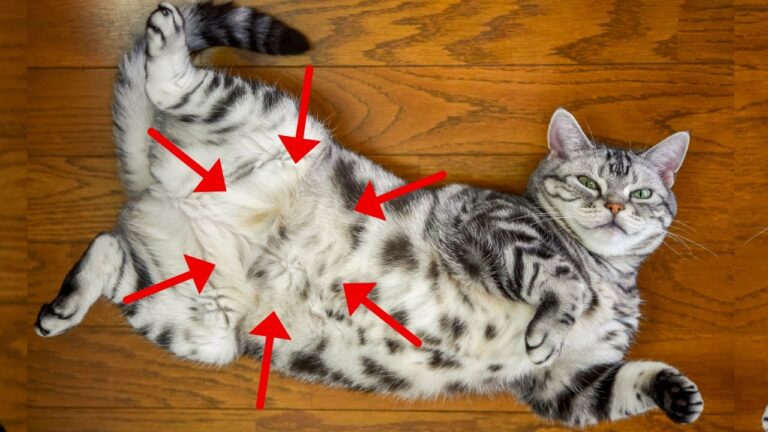 10 Signs of Cat Love That Humans Usually Don't Recognize