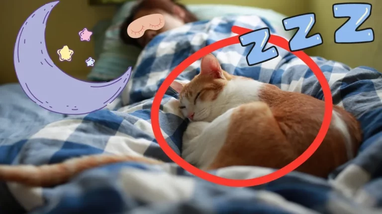 What Your Cat's Sleep Spot Reveals About Your Connection