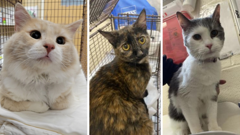 URGENT! 29 Furry Friends Waiting for a Forever Home: Adopt a Cat Today at the Humane Society!