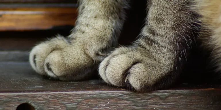 Why Declawing Your Cat is a Harmful Practice And What You Should Do Instead