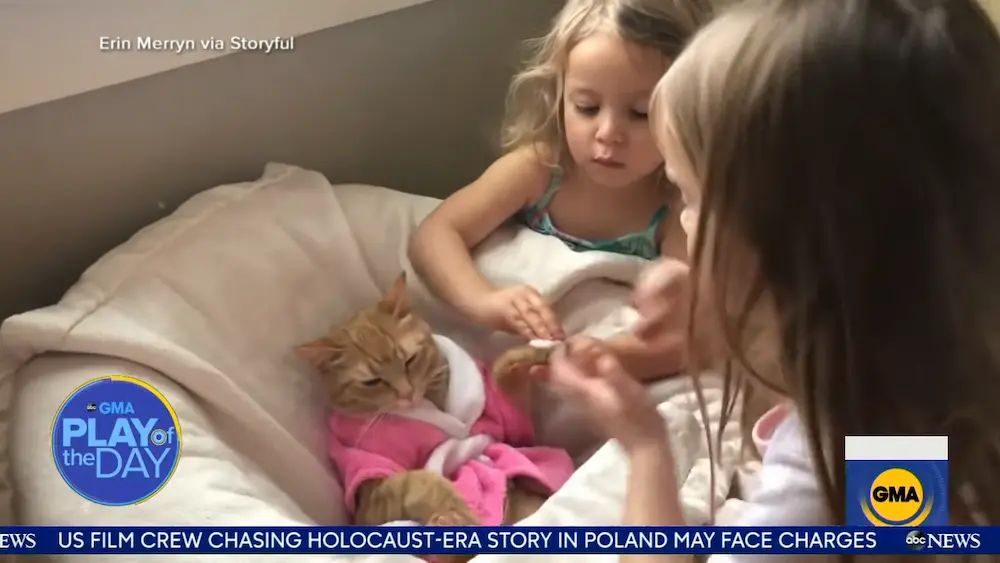 Cat enjoys spa treatment with help of 2 preschoolers _ GMA 0-23 screenshot