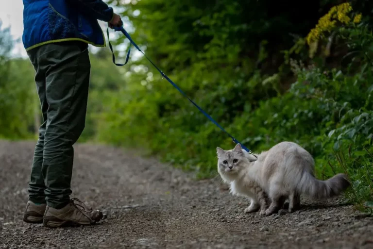 Yes, You Can Walk Your Cat! Here’s Why You Should