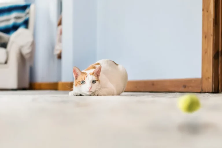 The Surprising Reasons Cats Enjoy Playing Fetch, According to Experts