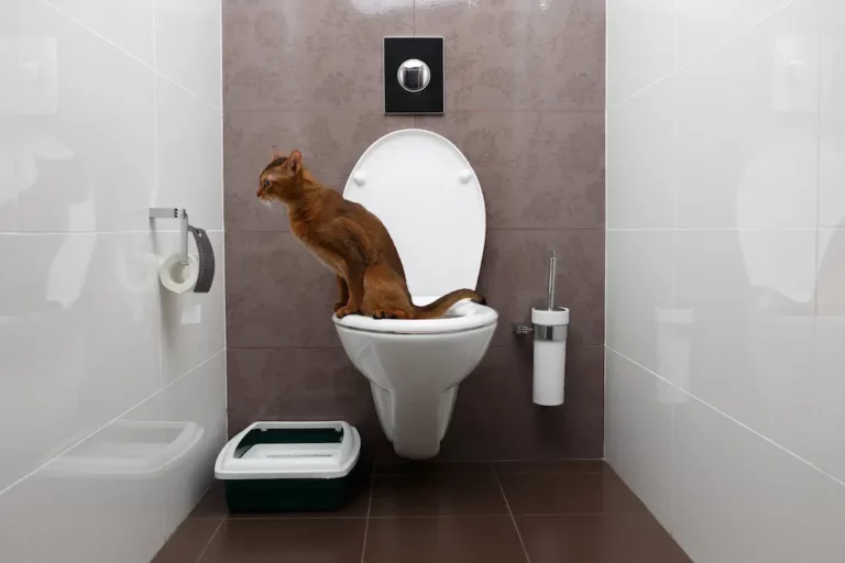 The Truth About Toilet Training Cats: Expert Warnings Included