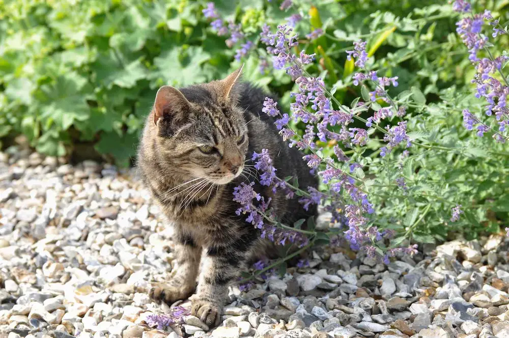 Catnip: Harmless Fun or Kitty Drug? Find Out Here!