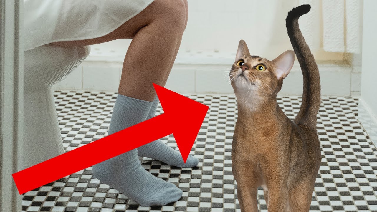 Why Does My Cat FOLLOW ME Everywhere? - 8 Possible Reasons (#2 Is Heart Melting)