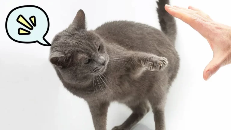 10 Easy Ways to Get Your Cat to Hate You!