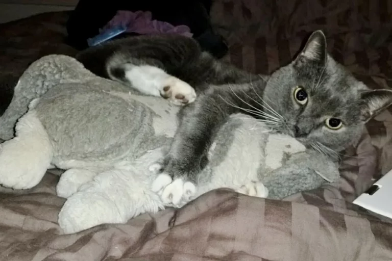 Senior Cat Clings to Beloved Stuffed Animal After Losing His Human