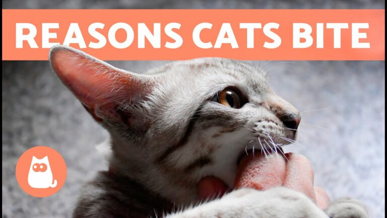 6 Reasons Why Your Cat Bites You