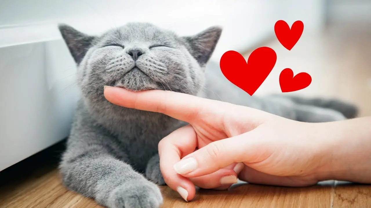 9 Things Cats LOVE THE MOST (#4 Is Shocking)