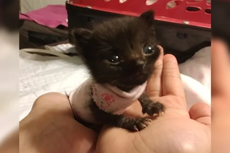 Miracle Kitten Nakia Overcomes Tragedy and Thrives Against All Odds
