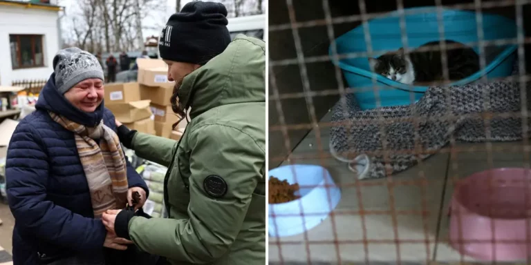 Heroic Latvian Woman Drives to Ukraine Every Day to Rescue Homeless Cats!
