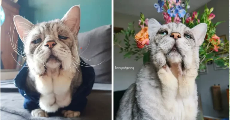 Special-Needs-Cat-with-Sad-Face-Shows-World-That-Being-Different-Is-Beautiful