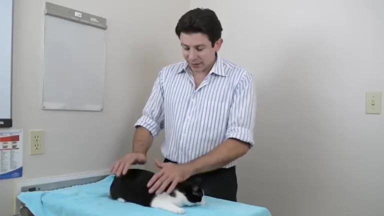 The Best Way to Pet Your Cat? Squish Them, According to Science