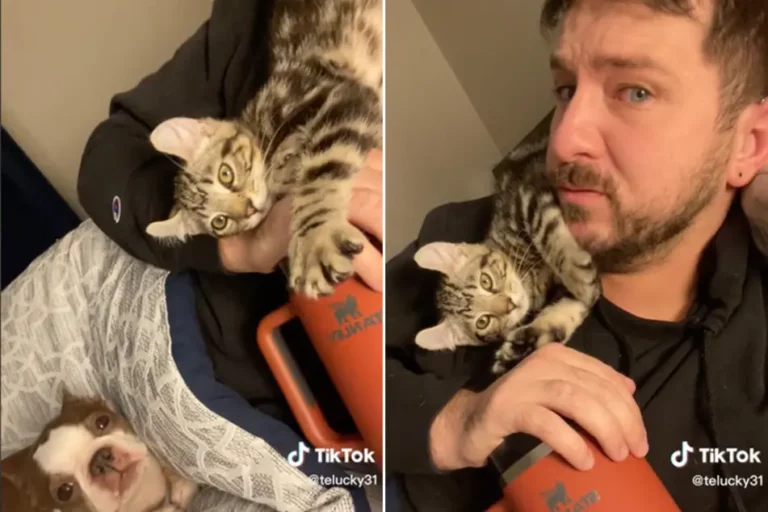 Craigslist Kitten Kevin Takes Over TikTok With His Unhinged Antics