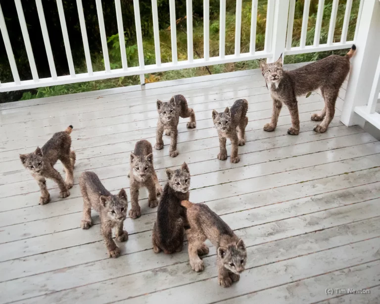 Lynx Mama Returns With Her 7 Kittens To Play On Man’s Deck On A Snowy Day