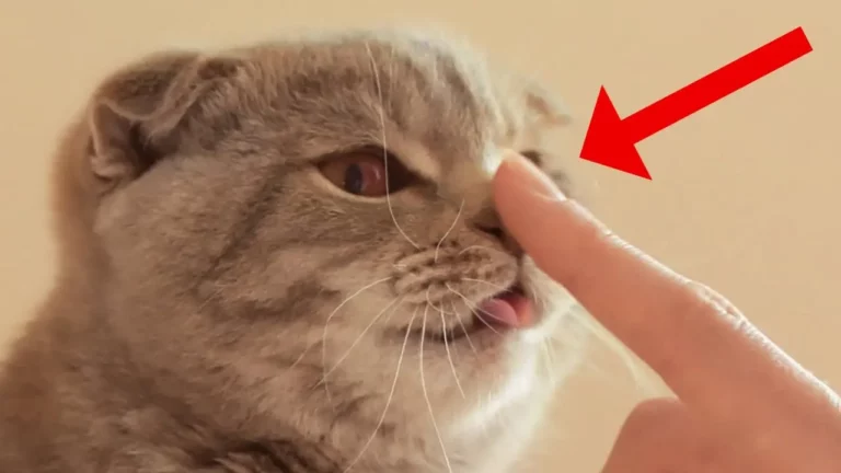 If Your Cat Allows This, You’ve Won Their Heart!
