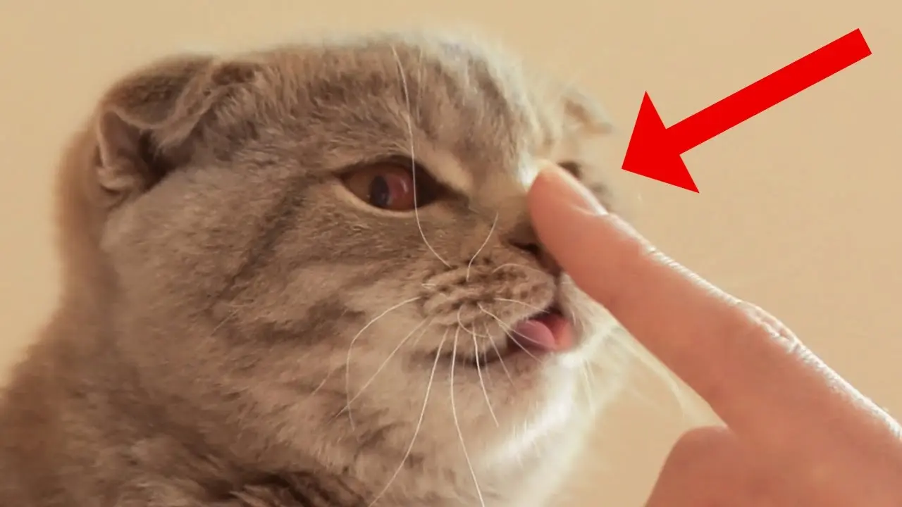 If Your Cat Allows This, You've Won Their Heart!