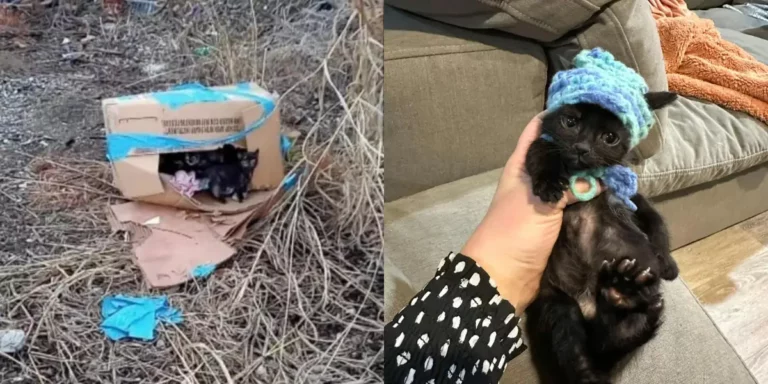 Young Man Walking Along Train Tracks Finds A Taped-Up Box Full Of Babies!