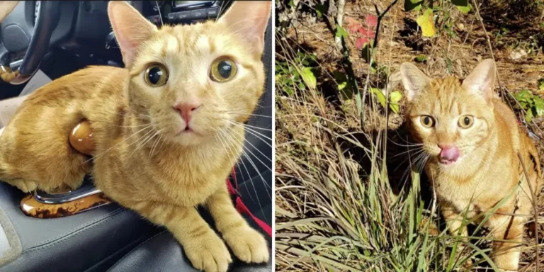 Bumpus, the Blind and Declawed Cat Who Rescued Himself