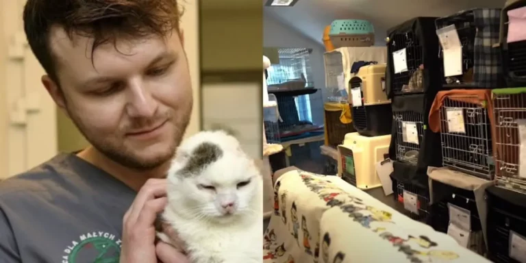 Hero Vet Goes Into Ukraine and Rescues 200 Homeless Cats!