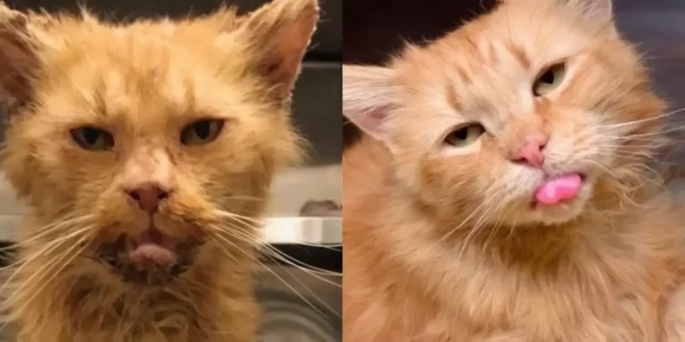 Unloved Cat’s Life Transformed by Caring Girl’s Rescue