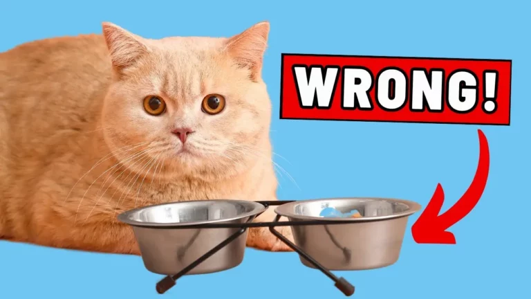 You're Feeding Your Cat All WRONG!