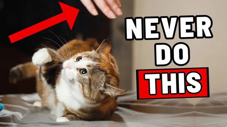 Most Cat Owners Make AT LEAST ONE of These 12 Mistakes