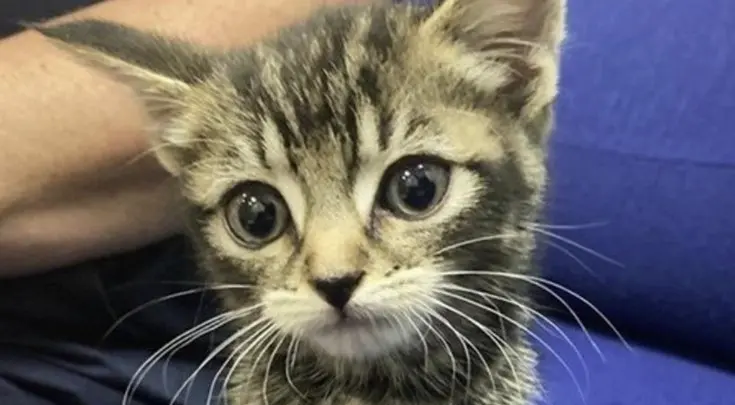 Orphaned Kitten Finds Hope After Being Discovered on a Train!