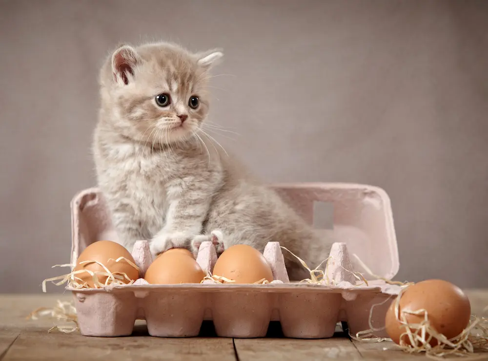 Should You Feed Your Cat Eggs? Hereâ€™s What Experts Say