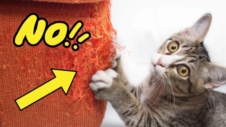 How to Stop Your Cats From Scratching Furniture