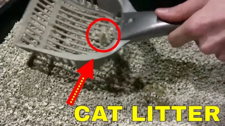 Top 10 Cat Hacks Every Cat Owner NEEDS to Know