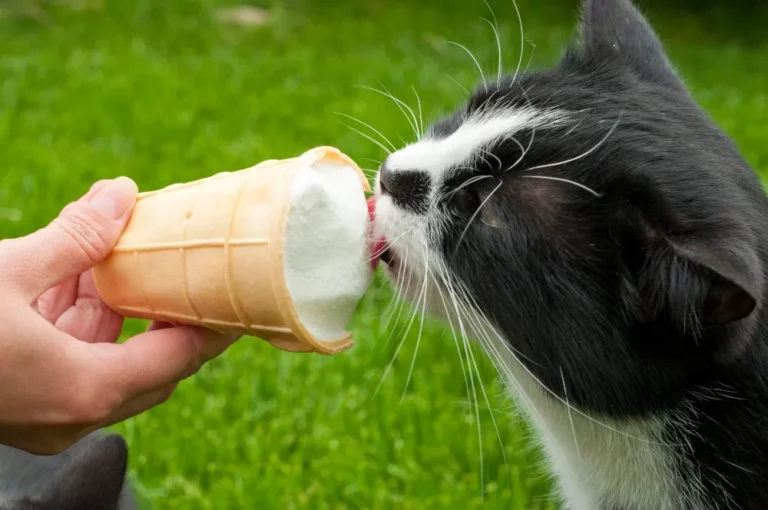 Can Cats Eat Ice Cream? The Cold, Hard Truth