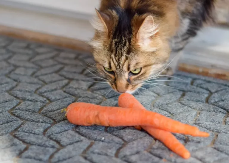 Can Cats Safely Enjoy Carrot Cake? What You Need to Know